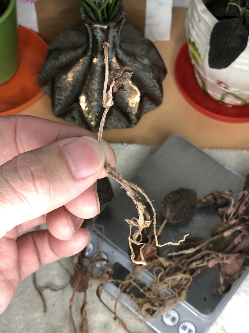 金线莲干品