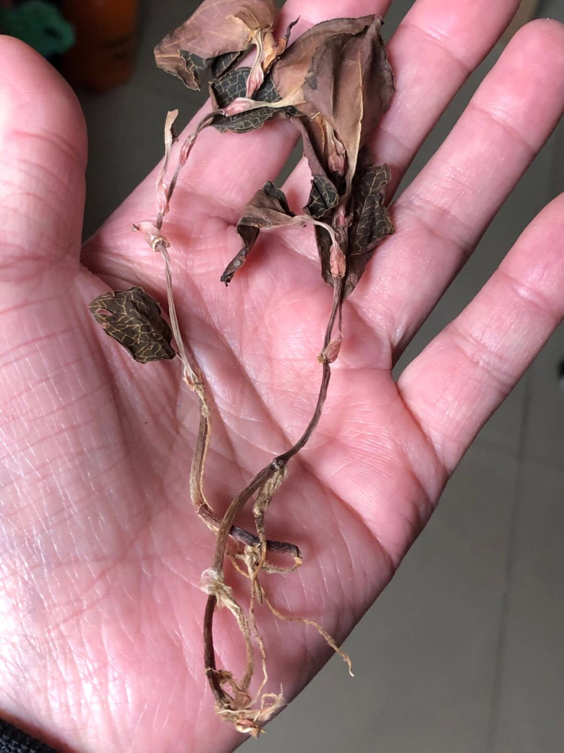 金线莲干品