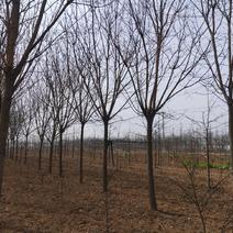 乔灌木精品国槐，分支点2.5米左右