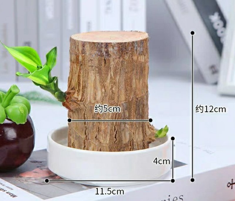 巴西木幸运木带格鲁特水培植物卧室室内办公桌桌面绿植大盆栽
