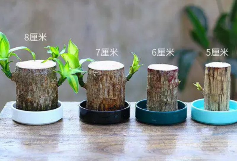 巴西木幸运木带格鲁特水培植物卧室室内办公桌桌面绿植大盆栽