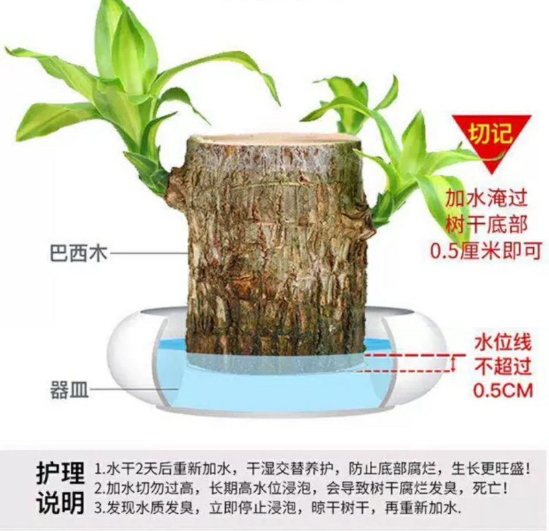 巴西木幸运木带格鲁特水培植物卧室室内办公桌桌面绿植大盆栽