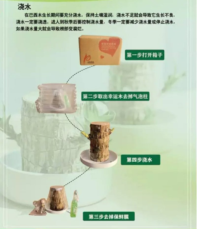 巴西木幸运木带格鲁特水培植物卧室室内办公桌桌面绿植大盆栽