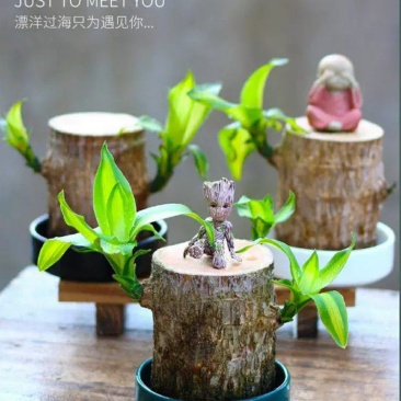 巴西木幸运木带格鲁特水培植物卧室室内办公桌桌面绿植大盆栽
