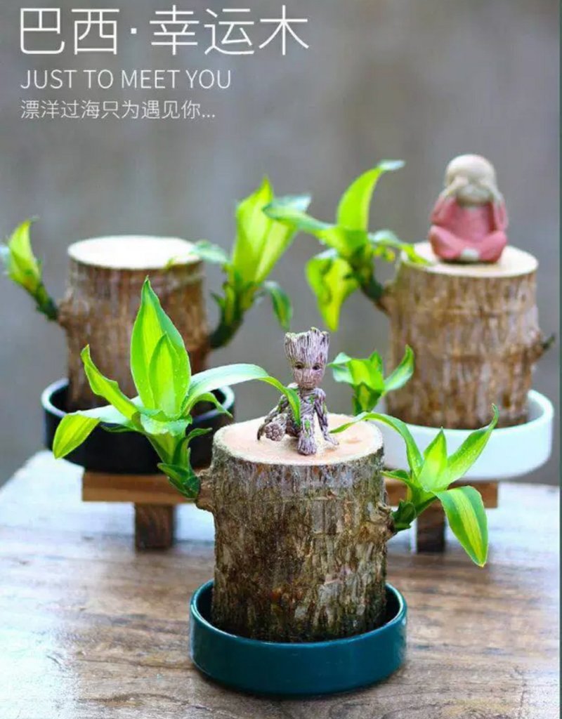 巴西木幸运木带格鲁特水培植物卧室室内办公桌桌面绿植大盆栽