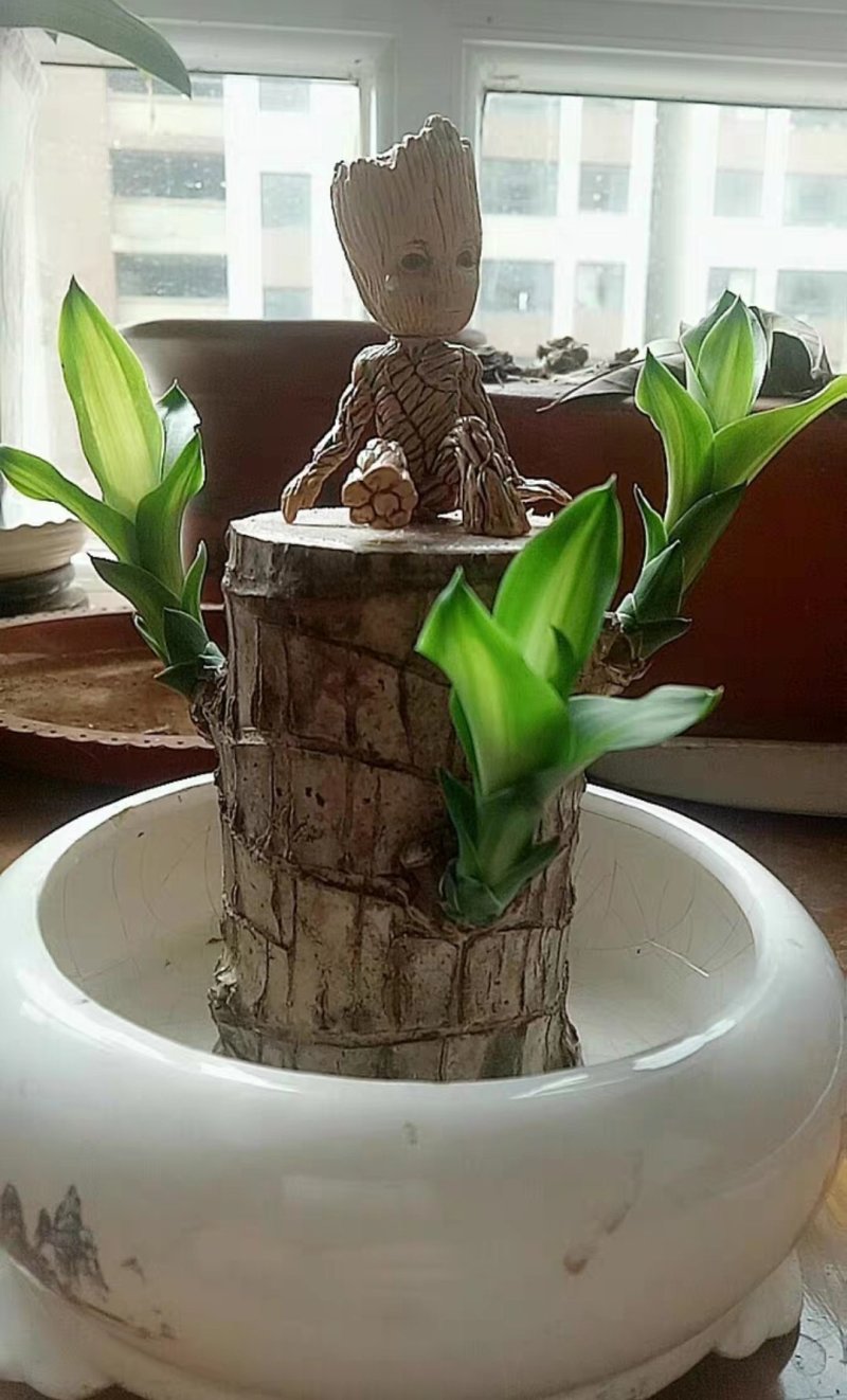 巴西木幸运木带格鲁特水培植物卧室室内办公桌桌面绿植大盆栽