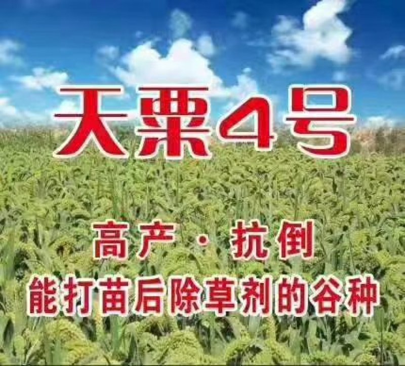 高产抗病抗倒谷种，可苗后除草