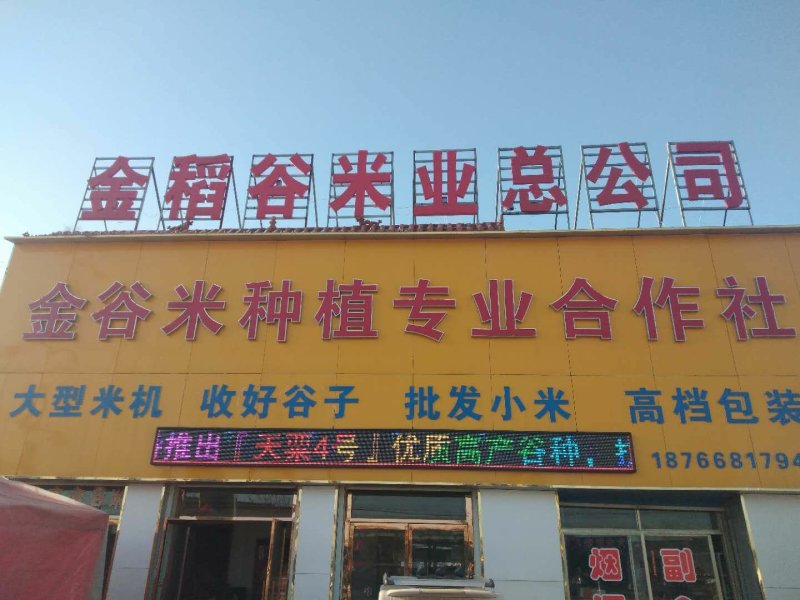 高产抗病抗倒谷种，可苗后除草