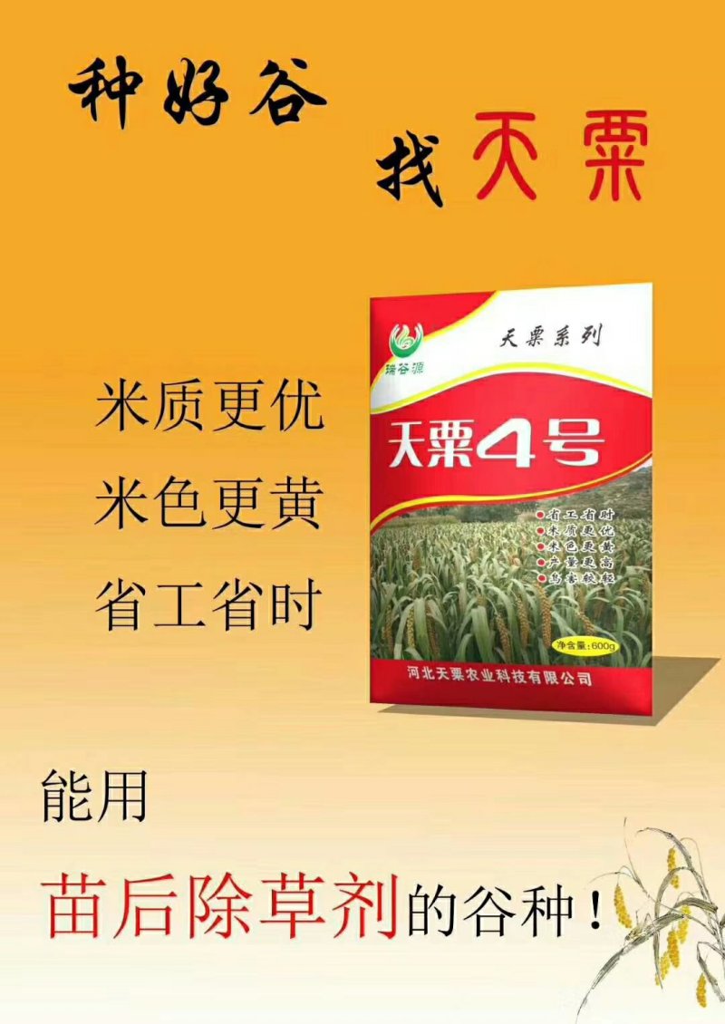 高产抗病抗倒谷种，可苗后除草