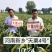 高产抗病抗倒谷种,可苗后除草