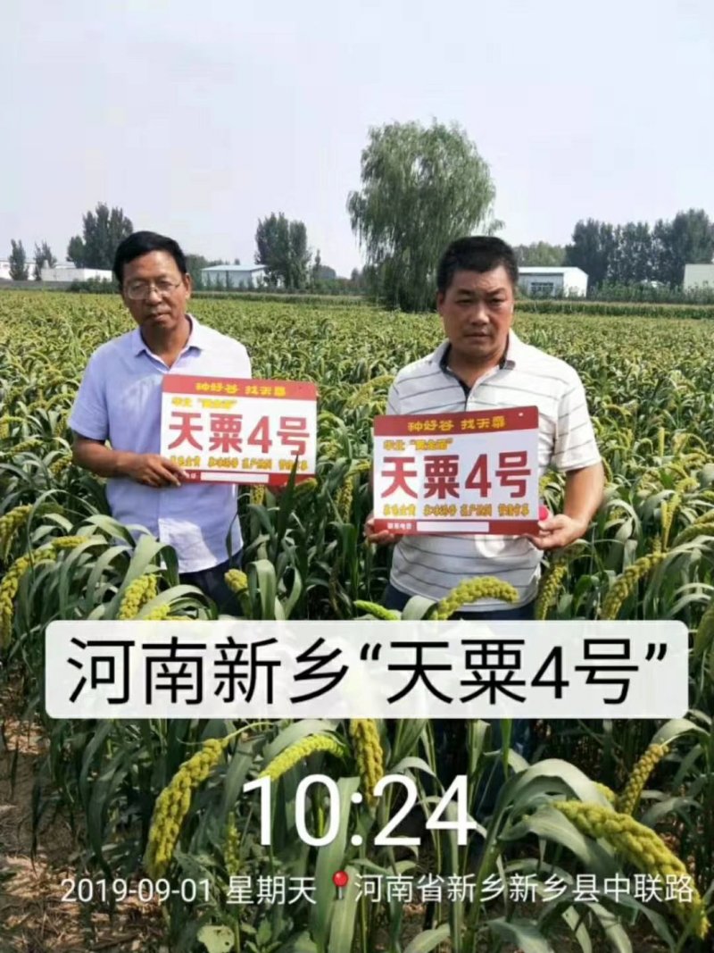 高产抗病抗倒谷种，可苗后除草