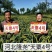高产抗病抗倒谷种,可苗后除草