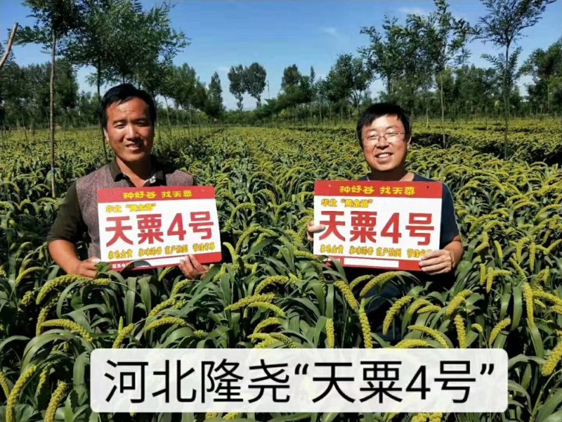 高产抗病抗倒谷种，可苗后除草