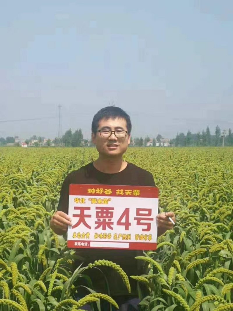 高产抗病抗倒谷种，可苗后除草