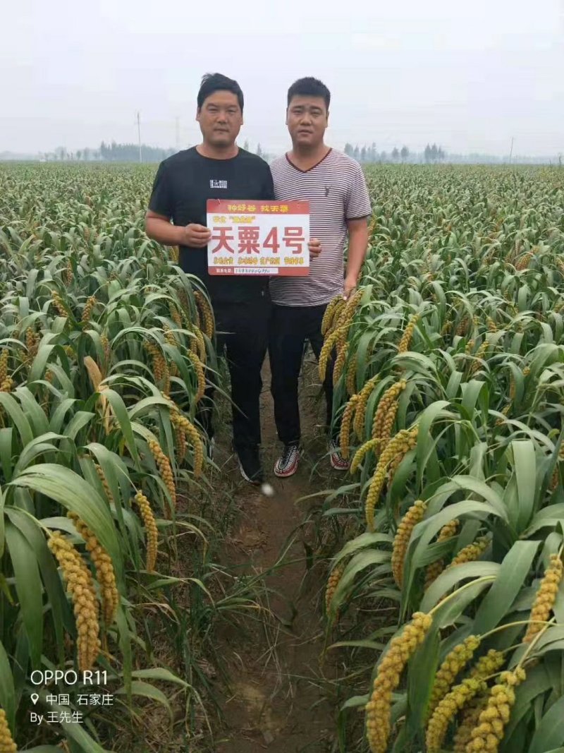 高产抗病抗倒谷种，可苗后除草