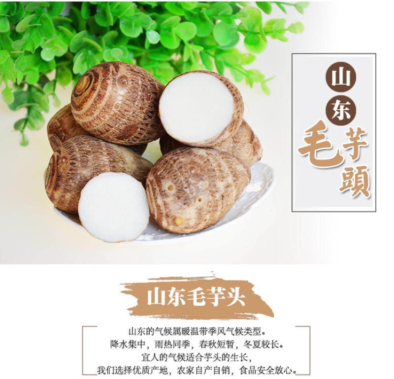 山东小毛芋头小芋艿一件代发