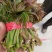 大量马家寨香椿芽