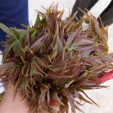 大量马家寨香椿芽