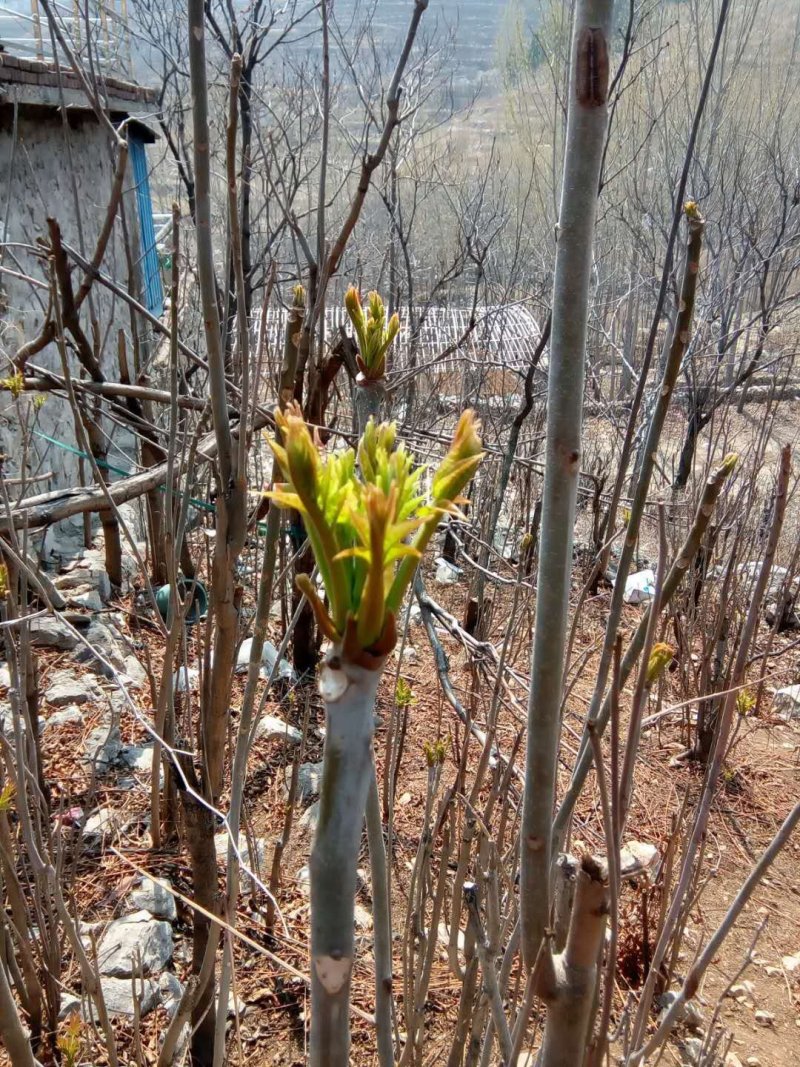 大量马家寨香椿芽