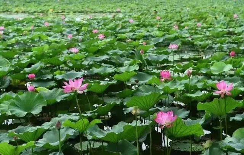 荷花