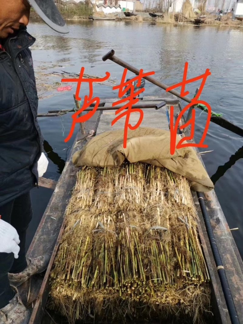 芦苇苗