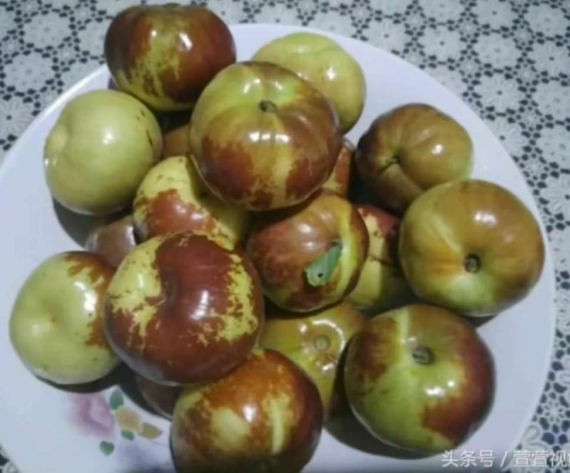 蟠枣接穗，嫁接成活率高