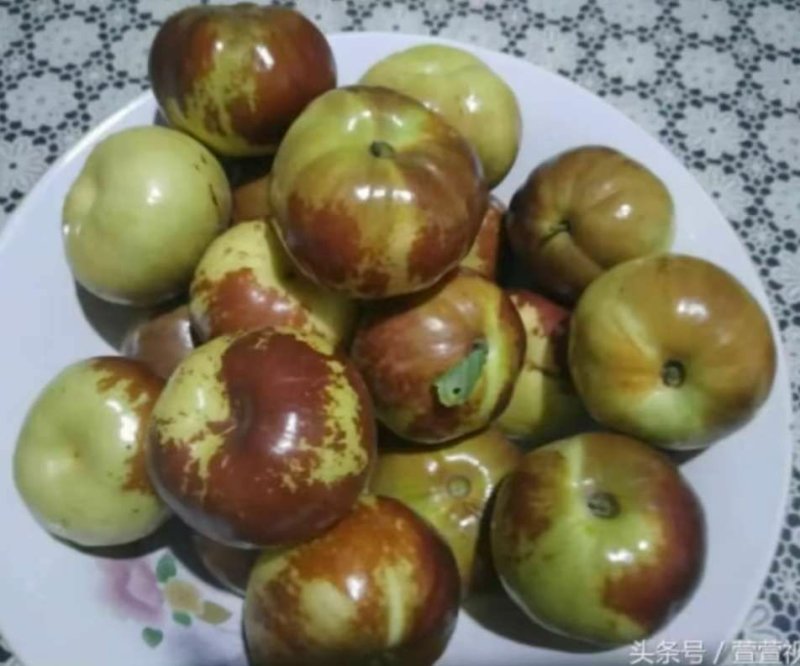蟠枣接穗，嫁接成活率高