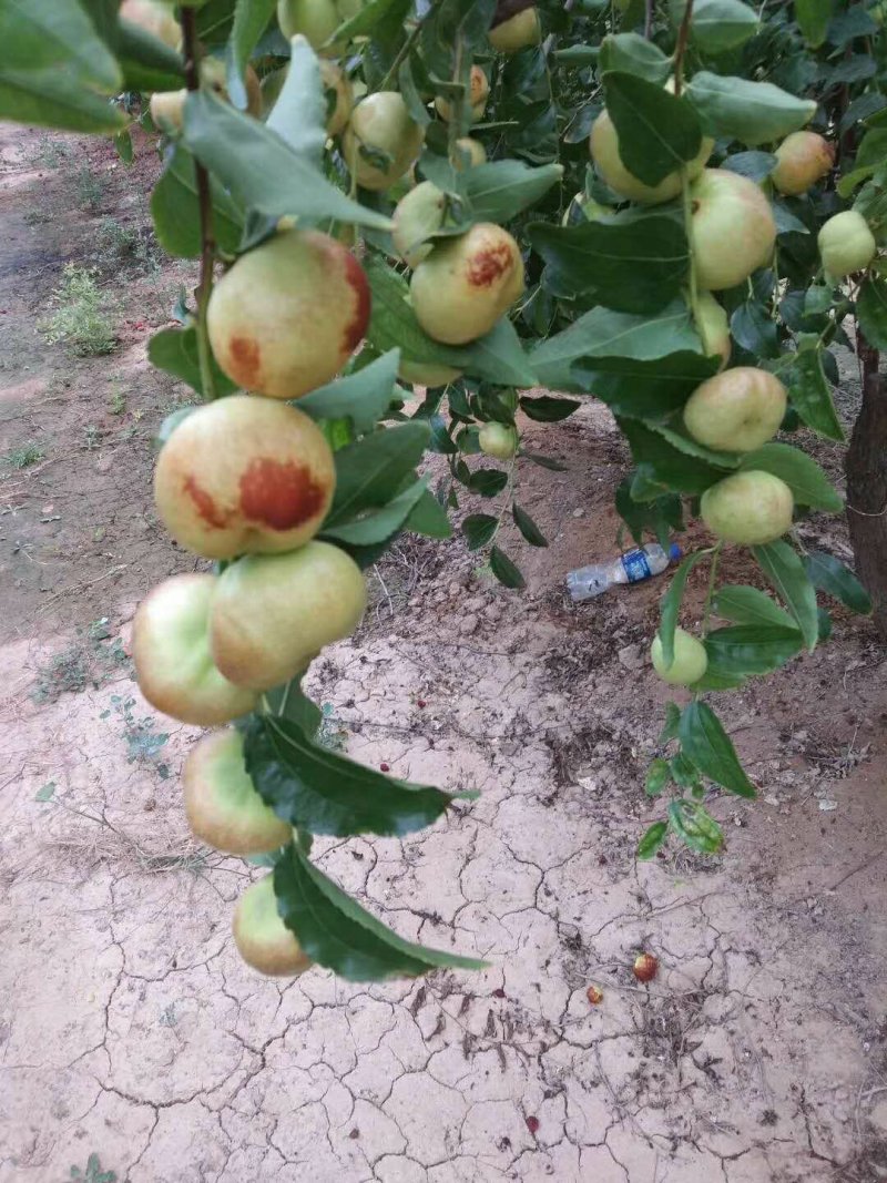 蟠枣接穗，嫁接成活率高