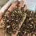 香附香附片无硫磺熏蒸一公斤起批