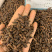 香附香附片无硫磺熏蒸一公斤起批