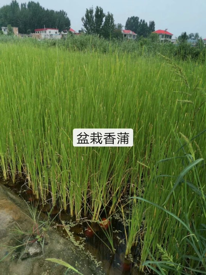 芦苇苗，香蒲，睡莲苗黄菖蒲