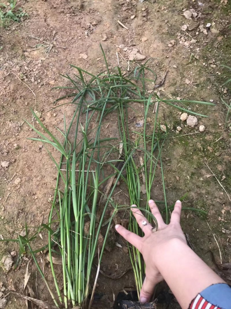 芦苇苗，香蒲，睡莲苗黄菖蒲