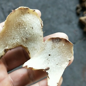 白芨片