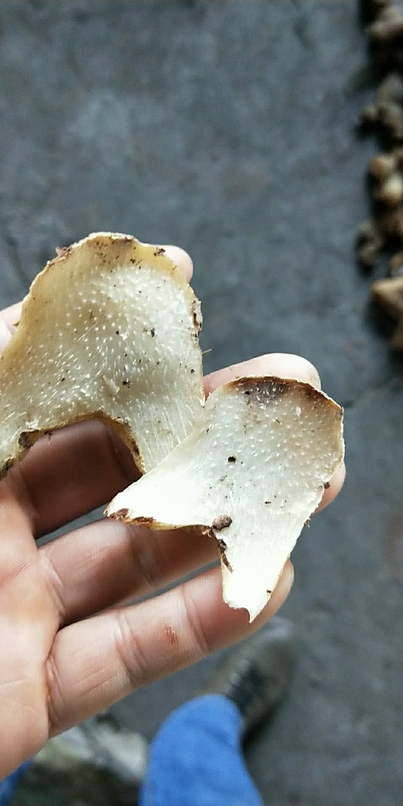 白芨片