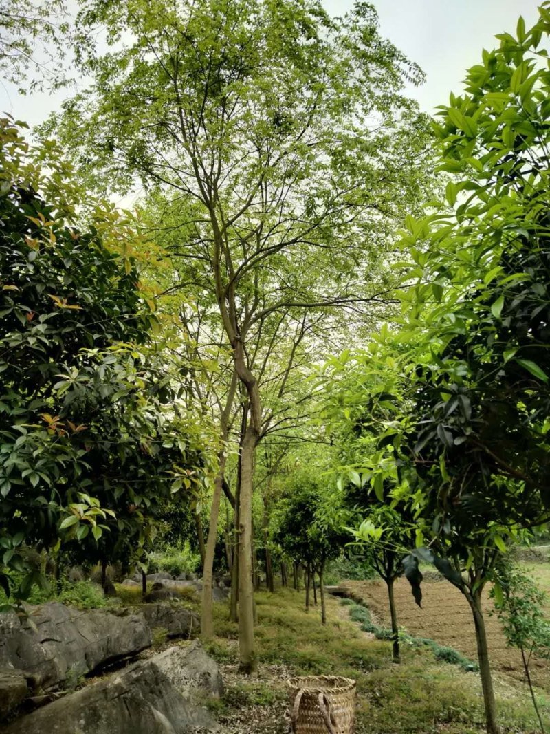 重庆巴南区赚宝苗圃移栽熟货朴树量大价格美丽