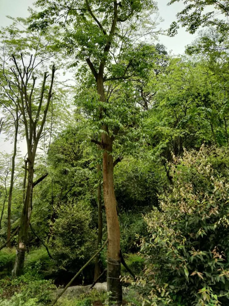 重庆巴南区赚宝苗圃移栽熟货朴树量大价格美丽