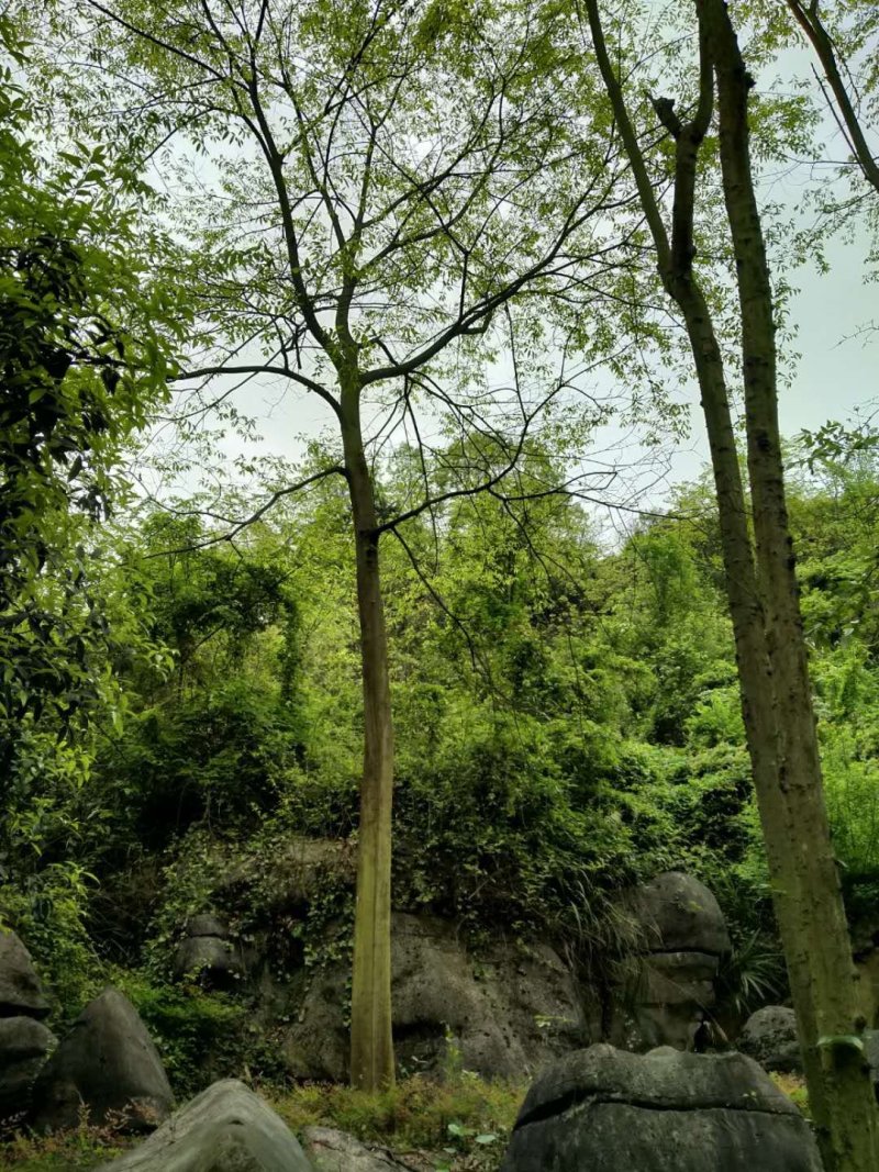 重庆巴南区赚宝苗圃移栽熟货朴树量大价格美丽