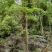 重庆巴南区赚宝苗圃移栽熟货朴树量大价格美丽