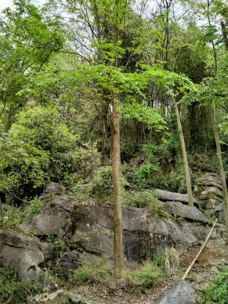 重庆巴南区赚宝苗圃移栽熟货朴树量大价格美丽