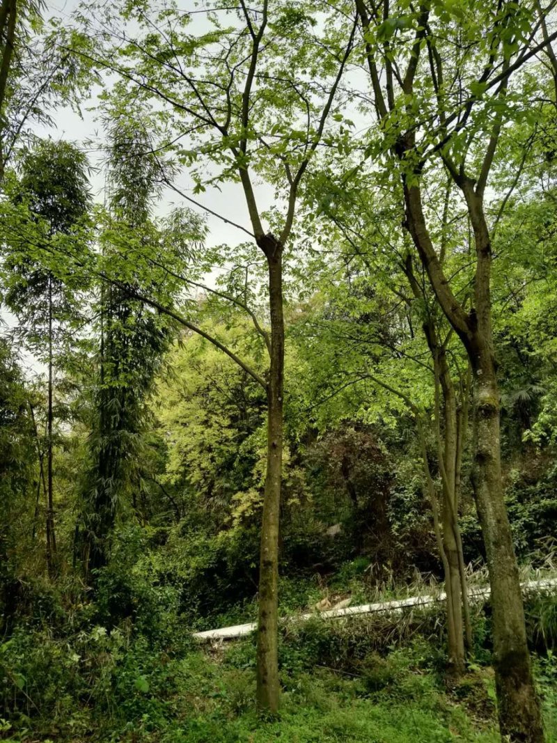 重庆巴南区赚宝苗圃移栽熟货朴树量大价格美丽