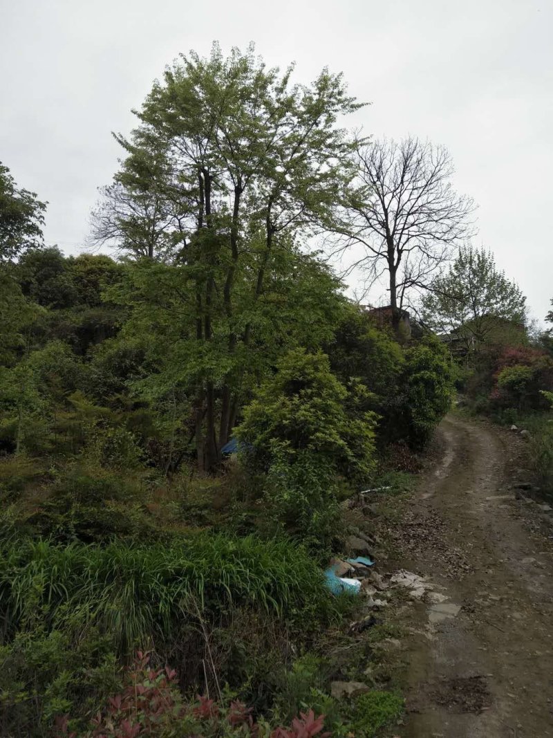 重庆巴南区赚宝苗圃移栽熟货朴树量大价格美丽