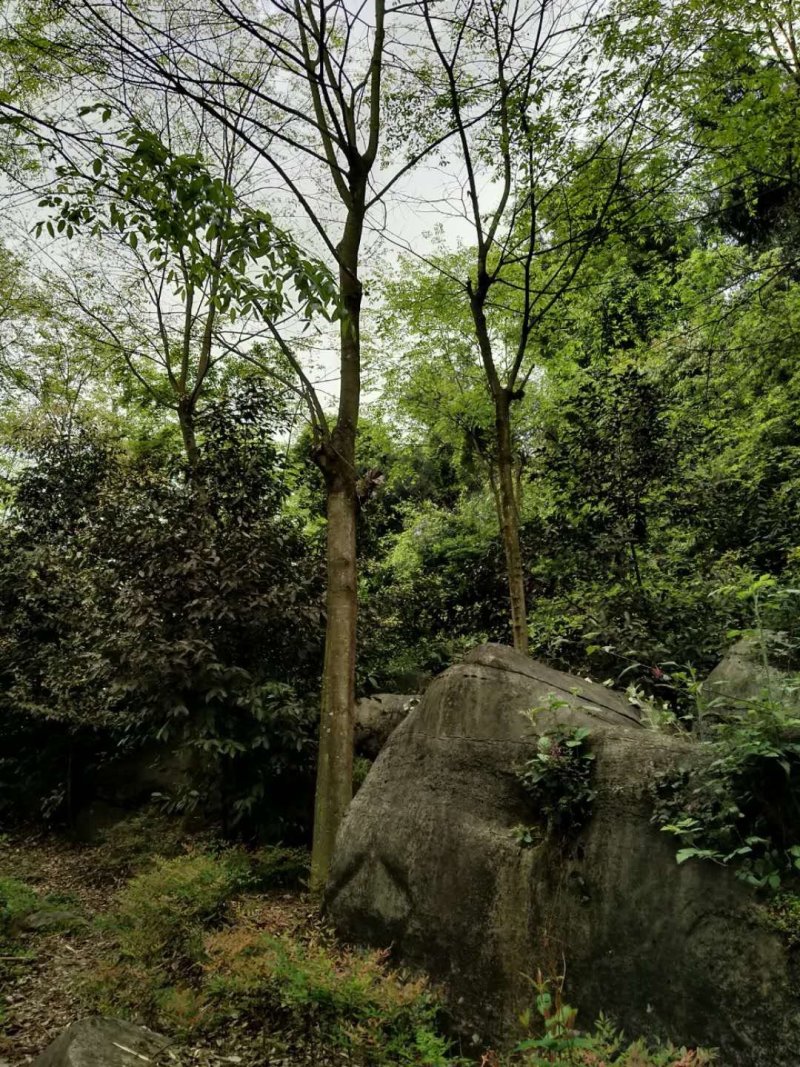 重庆巴南区赚宝苗圃移栽熟货朴树量大价格美丽