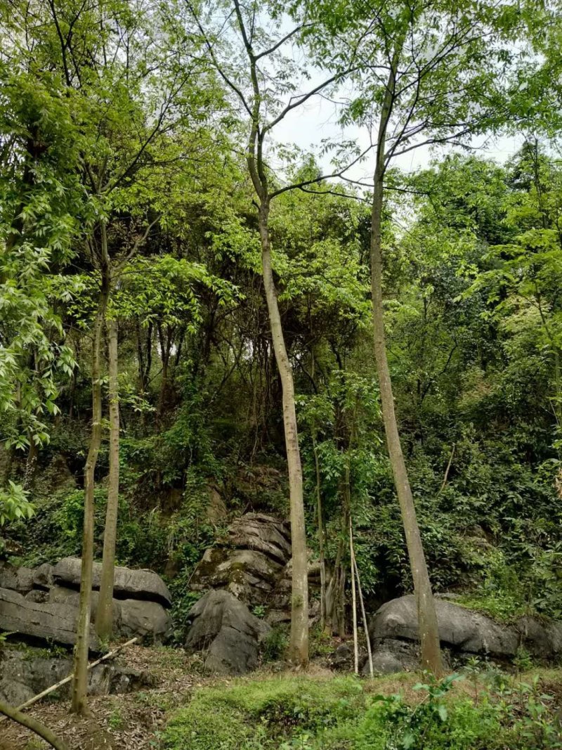 重庆巴南区赚宝苗圃移栽熟货朴树量大价格美丽