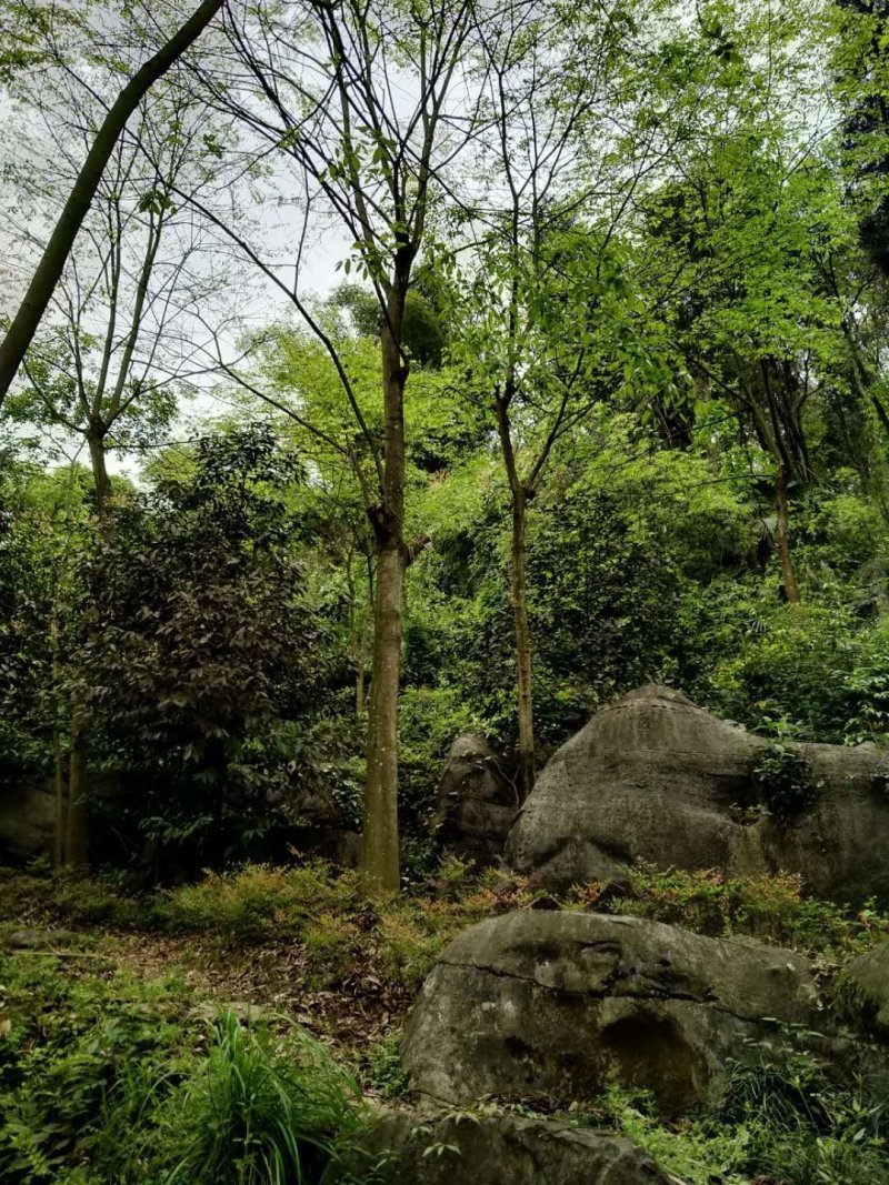 重庆巴南区赚宝苗圃移栽熟货朴树量大价格美丽