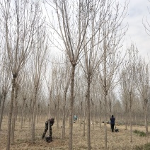 常年供应各种规格:绒毛白蜡、大叶白蜡