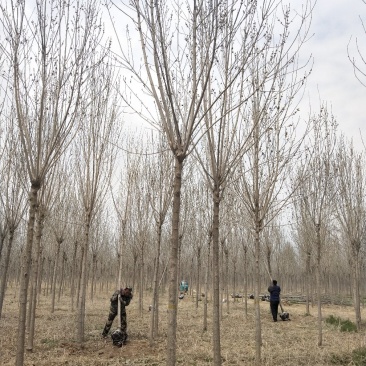 常年供应各种规格:绒毛白蜡、大叶白蜡