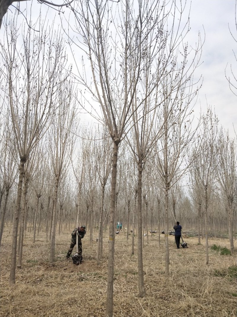 常年供应各种规格:绒毛白蜡、大叶白蜡