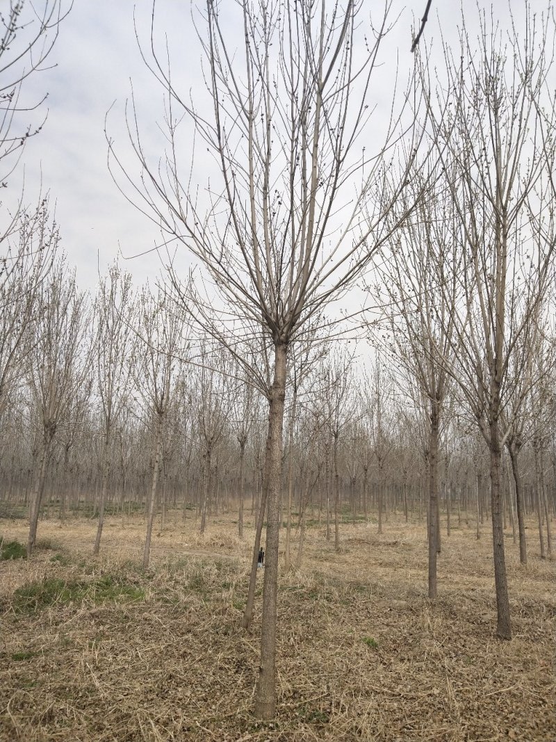 常年供应各种规格:绒毛白蜡、大叶白蜡