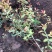 金焰绣线菊金山绣线菊绣线菊农户现挖苗
