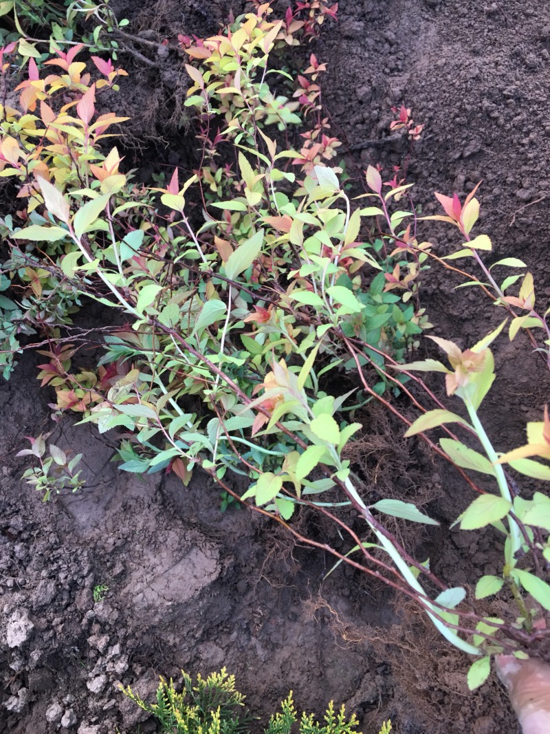 金焰绣线菊金山绣线菊绣线菊农户现挖苗